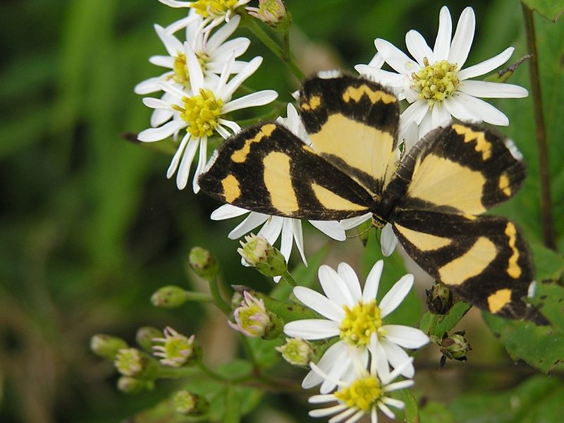 檜洞丸 -- キンモンガとノコンギク