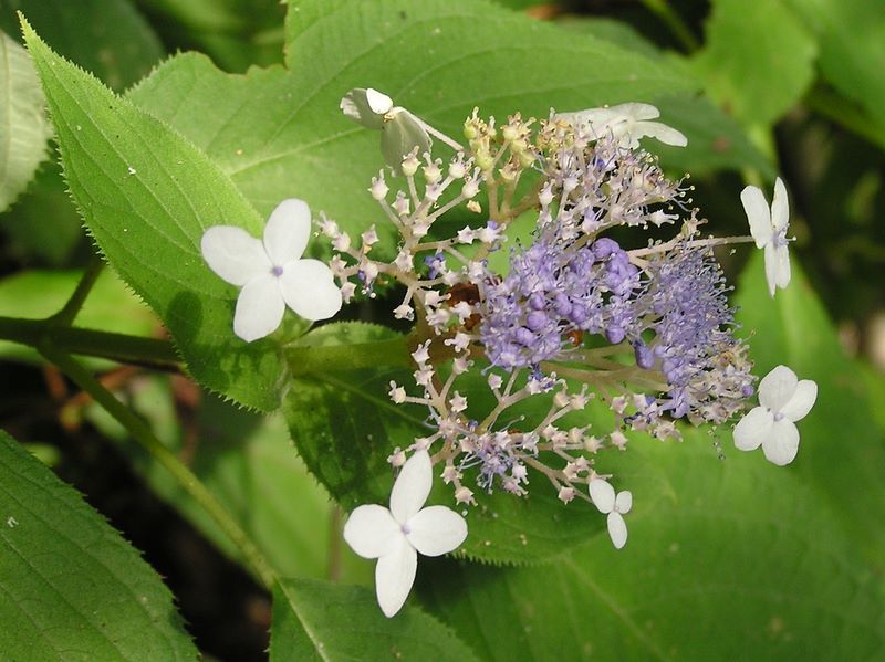 檜洞丸 -- タマアジサイ