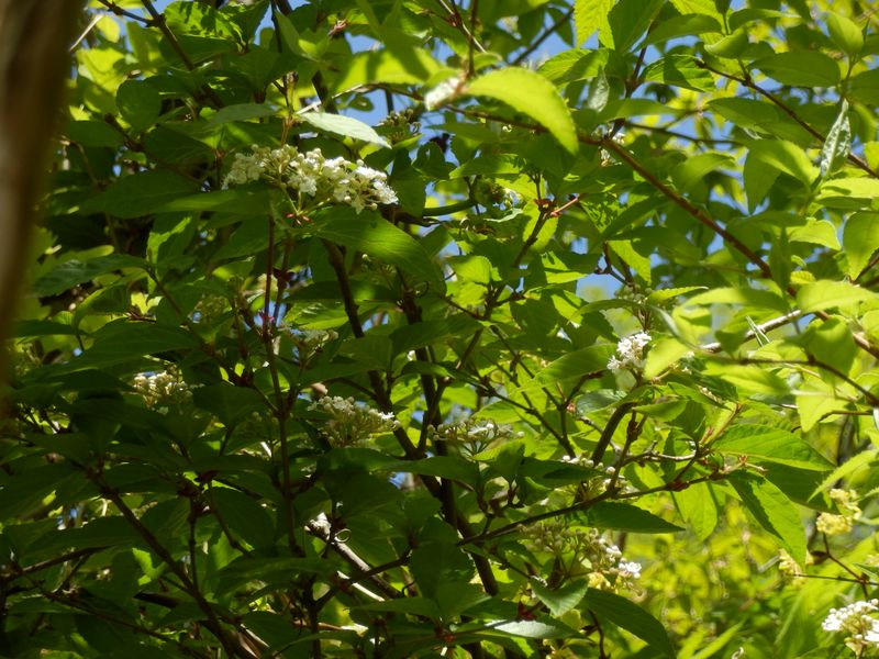 ガマズミかな？