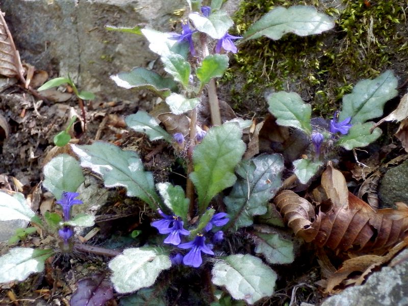 岩場にキランソウ
