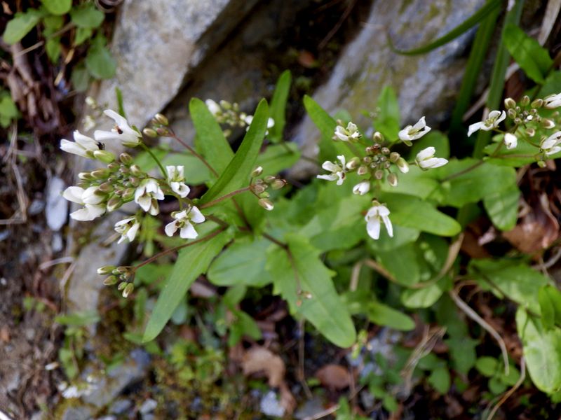 シコクハタザオかな