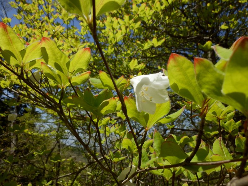 シロヤシオの咲き始め