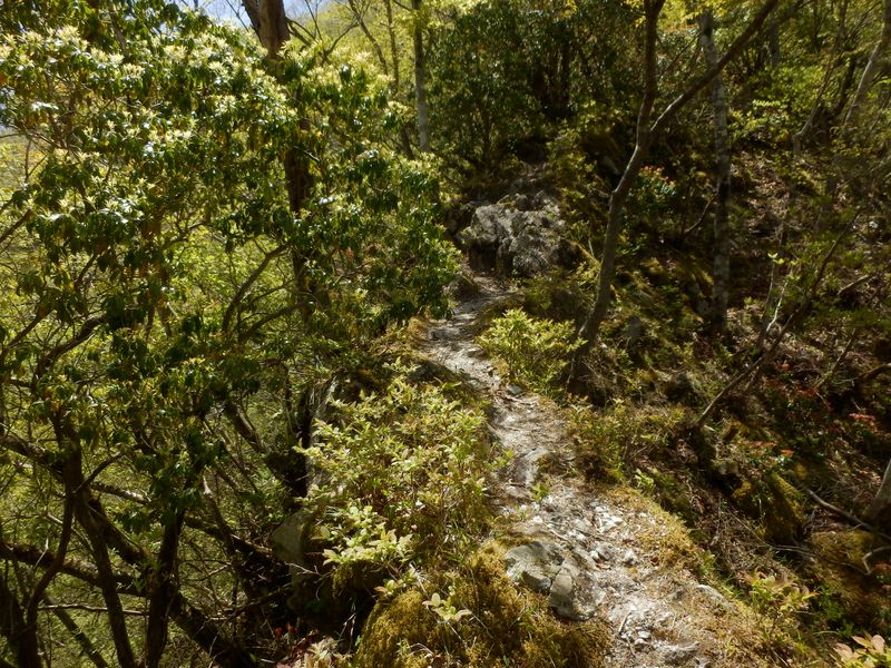 実はすごいヤセ尾根