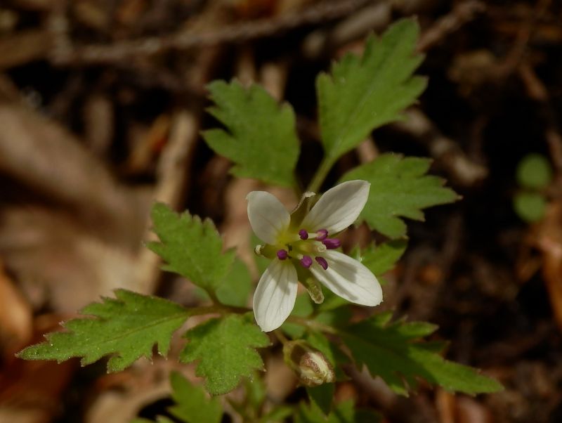 ハナネコノメにしては変な葉