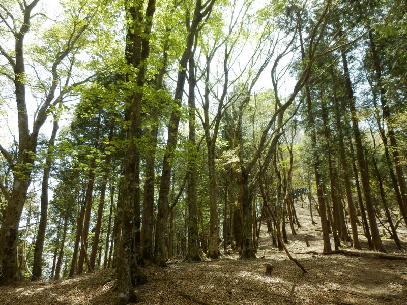 ブナやヒノキの混交林