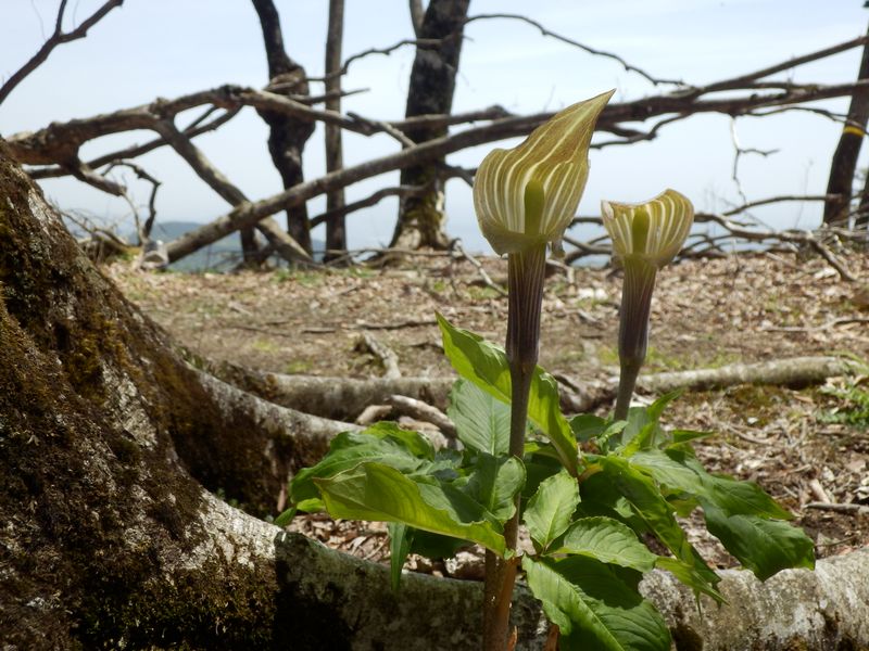 風にはためく仏炎苞