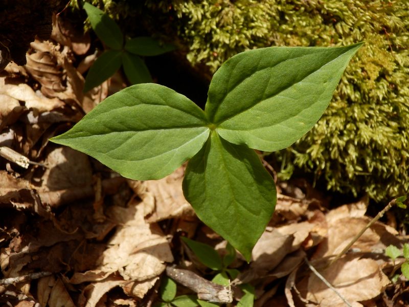 この三枚葉は？