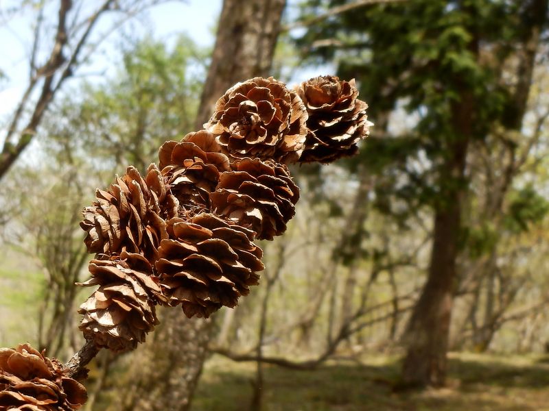 カラマツぽっくり