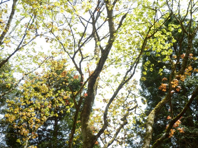 カラフルなカエデ