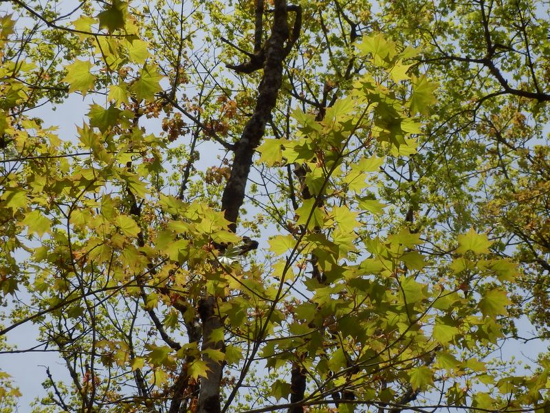 イタヤカエデ？