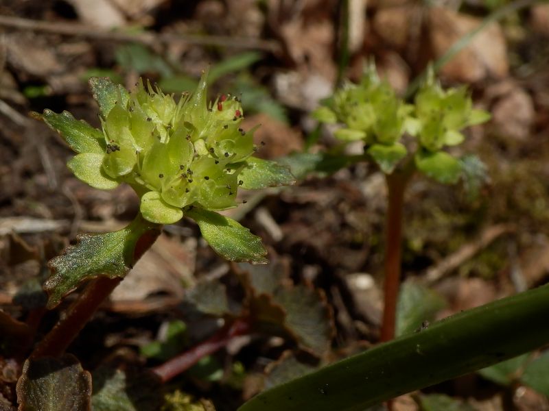 ネコノメソウみたいな葯