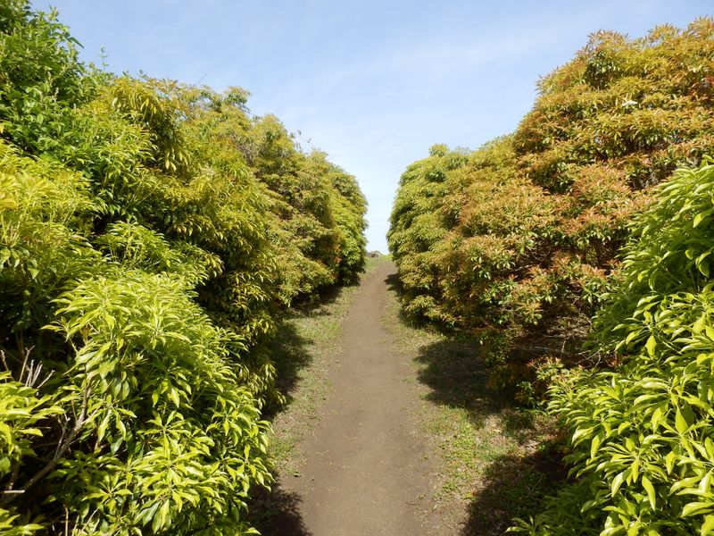 シダンゴ山頂のアセビ
