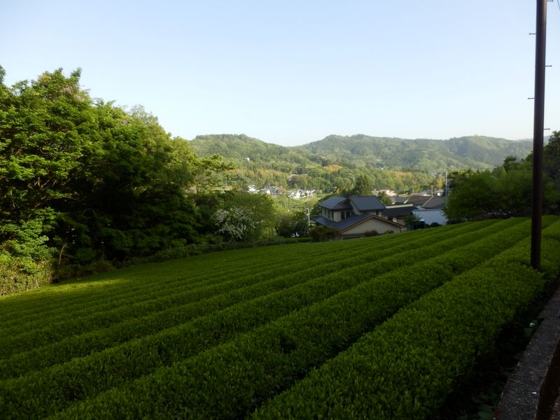 八十八夜の過ぎた茶畑