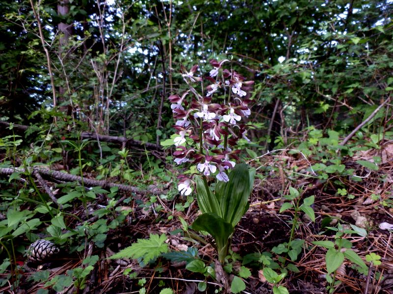 よくぞ誰にも踏まれなかった