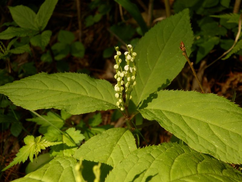 フタリシズカ4本立