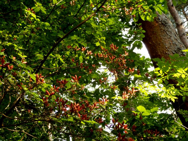 ヤマツツジは未開花