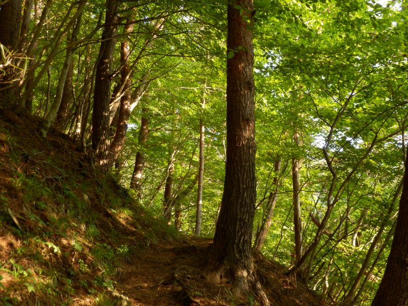 緑の世界が待っている