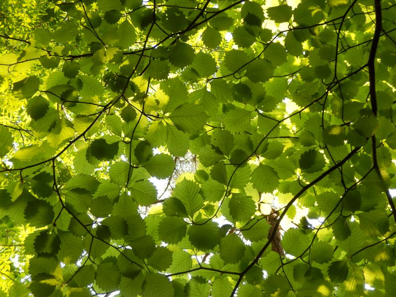 緑のステンドグラス