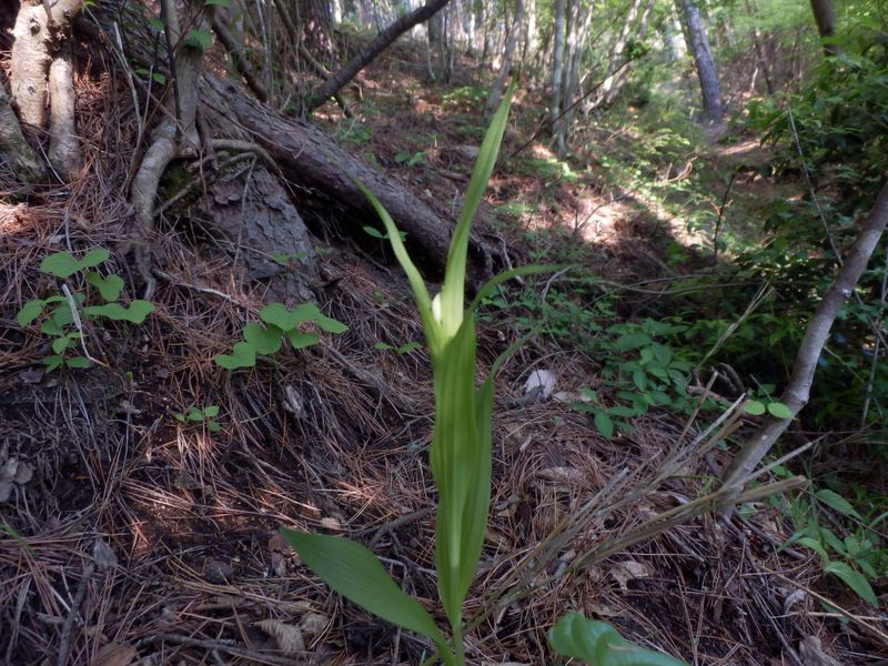 ササバギンラン