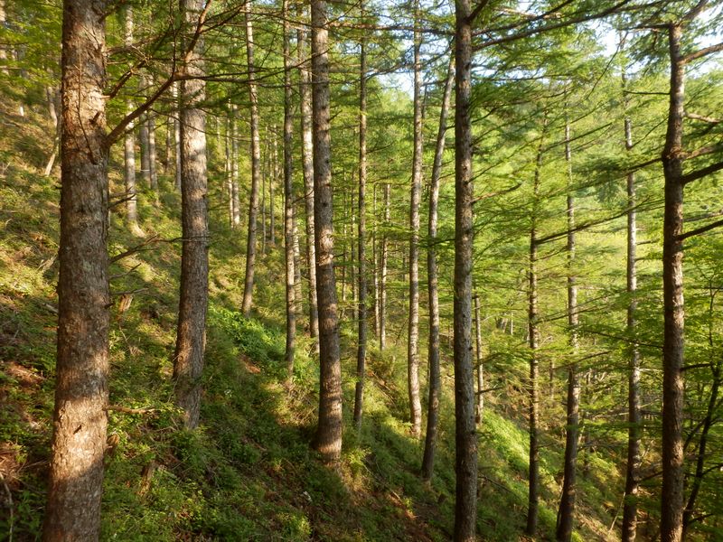 西日を受けるカラマツ