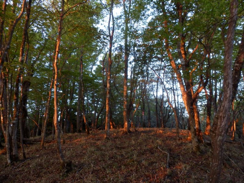 朝日を浴びるブナ林