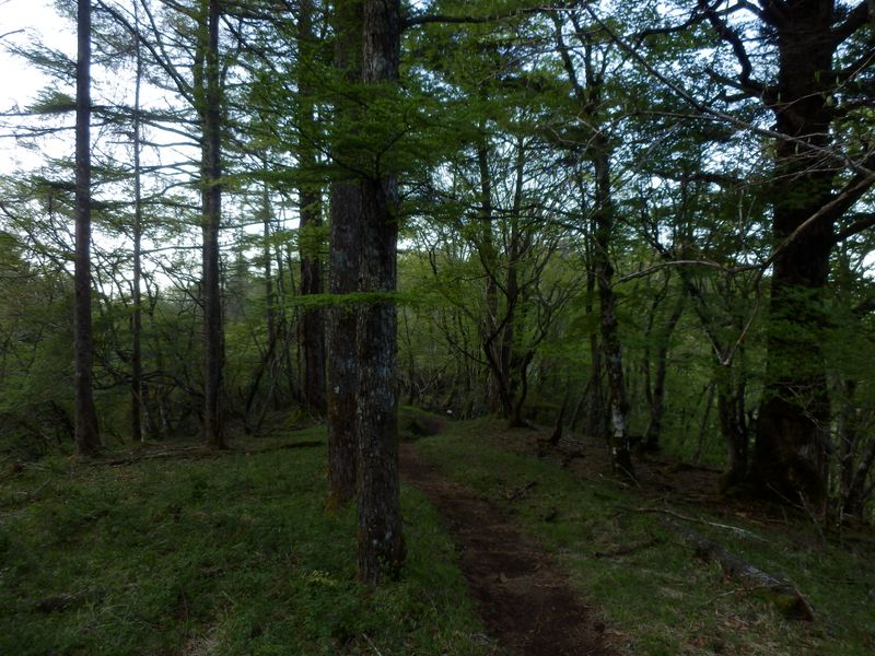まだ日の差さないカラマツ林