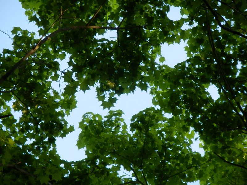 カエデ類の大木