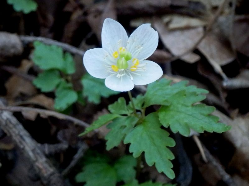 ツルシロカネソウ