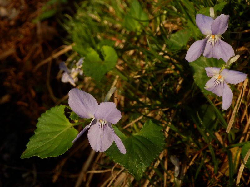タチツボスミレ