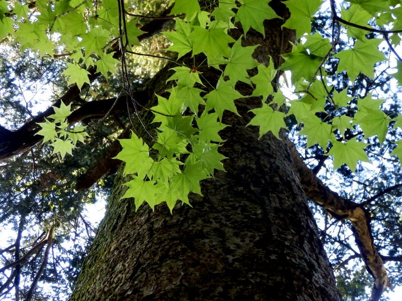 モミの木にハイタッチ