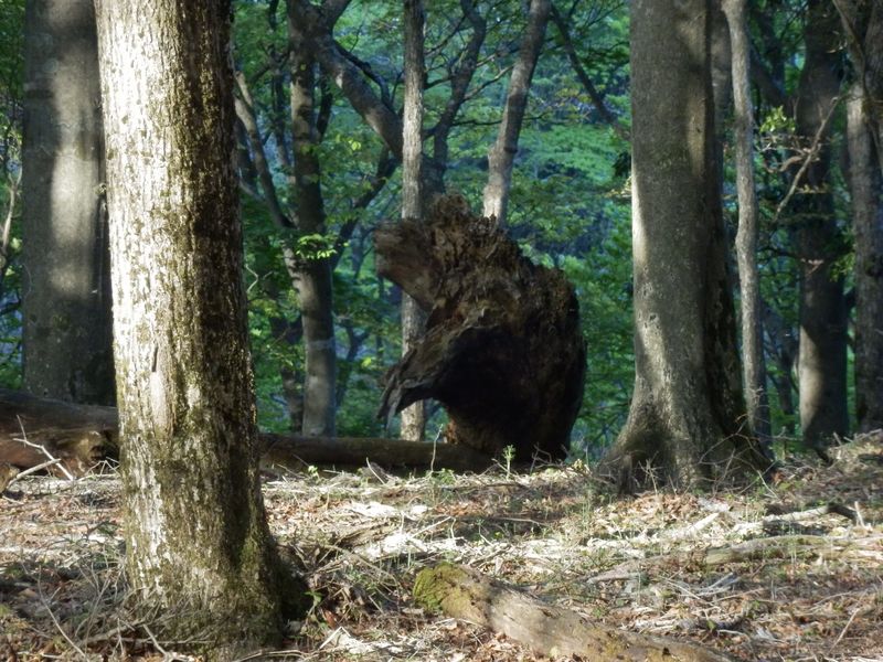 あの黒い物体は？