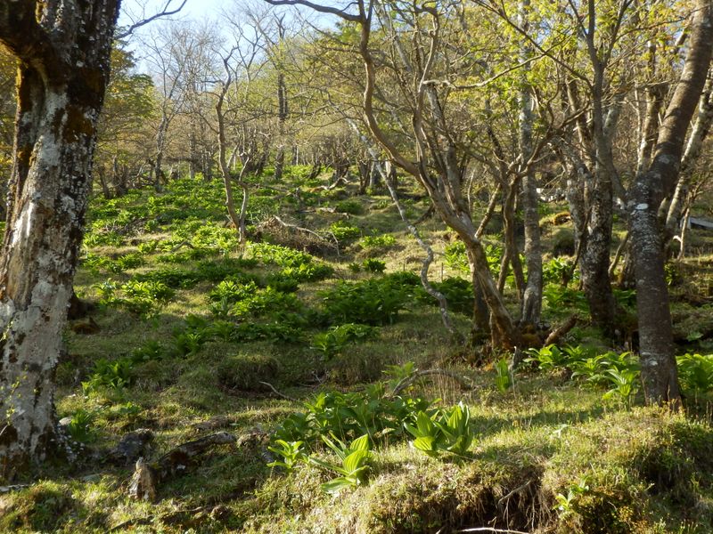 バイケイソウがみずみずしい