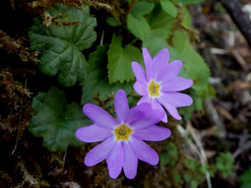 コイワザクラが見え始める
