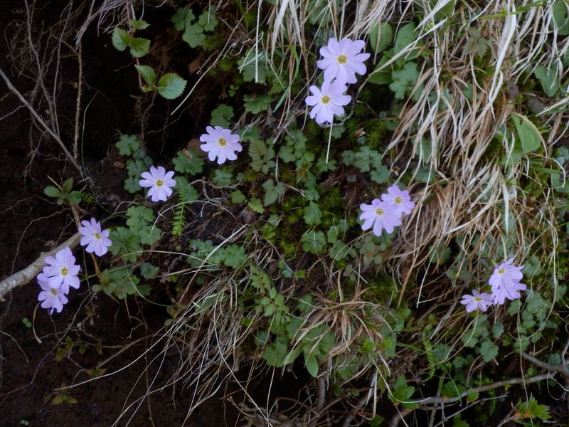 コイワザクラが整列