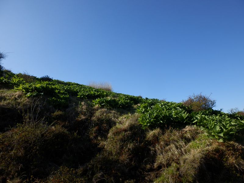 バイケイソウが、まるで畑