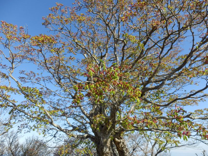 カエデの1種だと思う