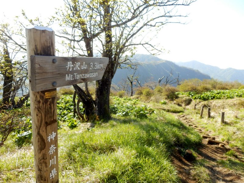 丹沢山に向かう