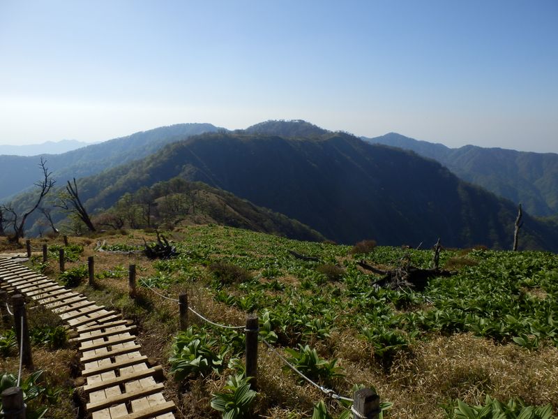 植生保護の木道