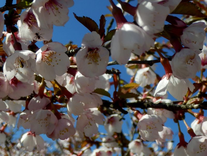 可愛らしいマメザクラ