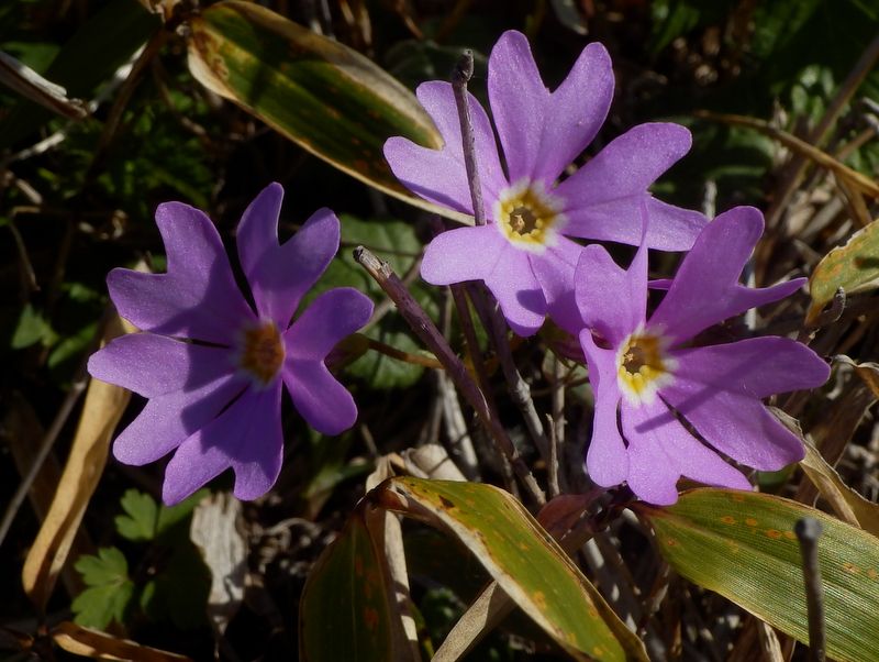 コイワザクラが鮮やか