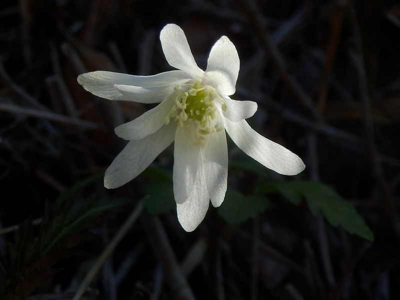 清楚なキクザキイチゲ