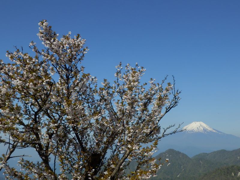 撮りたくなる取り合わせ