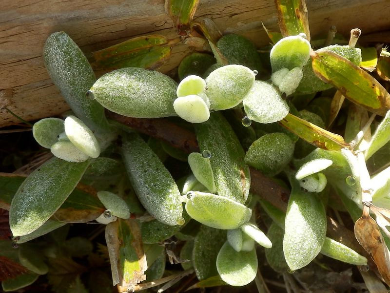 多肉植物のようだけど