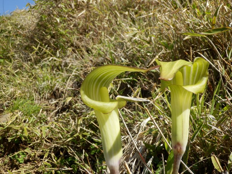 ホソバテンナンショウかな