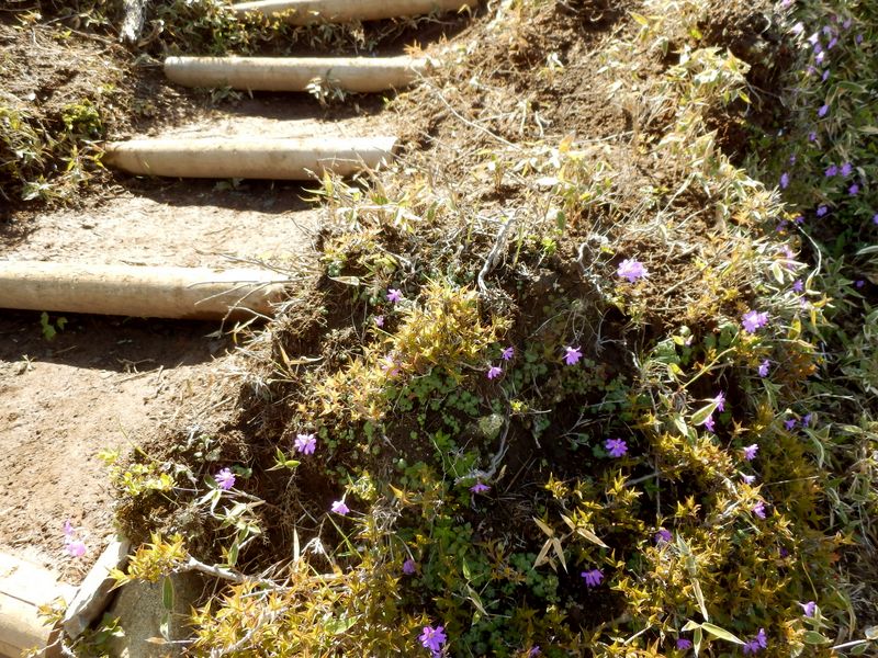 コイワザクラ咲く道