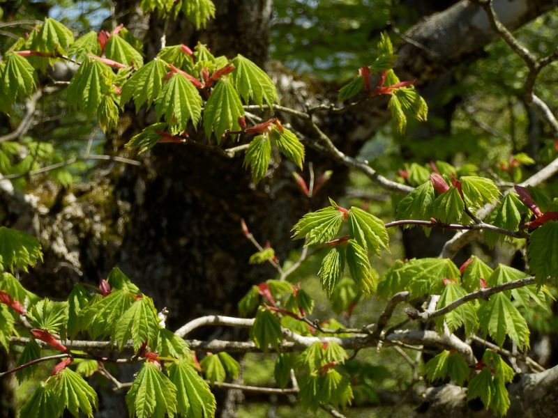 カエデの若葉