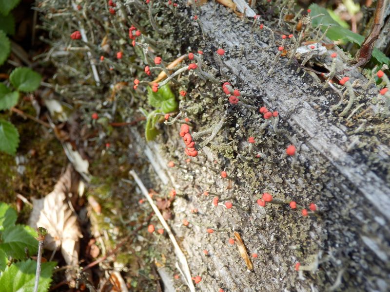 マッチ棒のようなキノコ