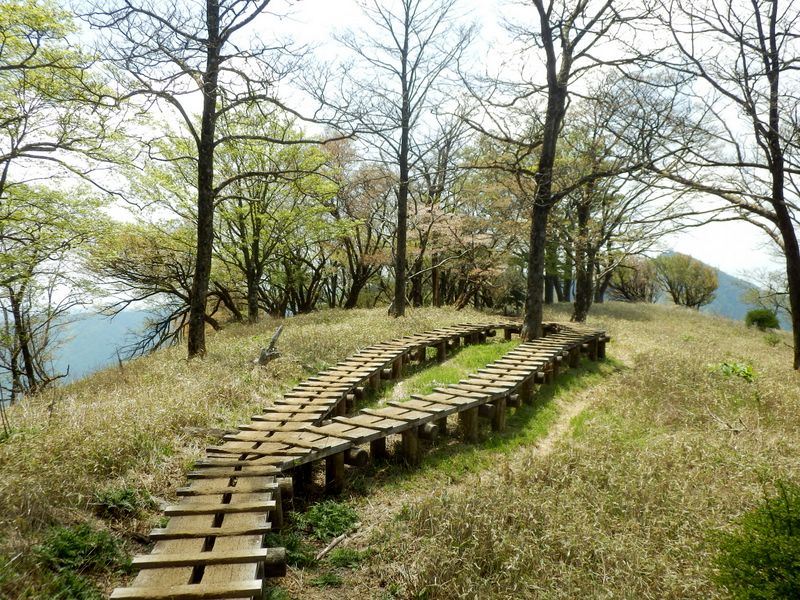 ここにもマメザクラ