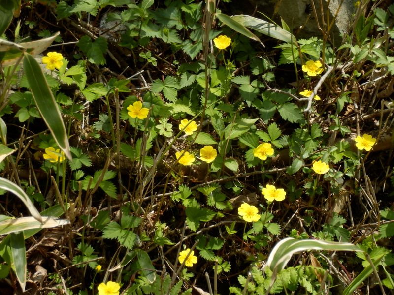 ツルキンバイかな