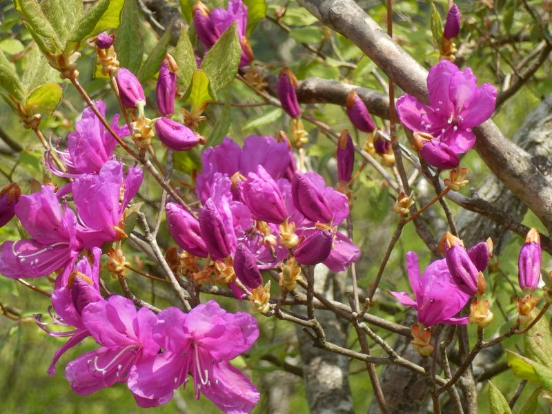 大倉尾根のトウゴクミツバツツジ